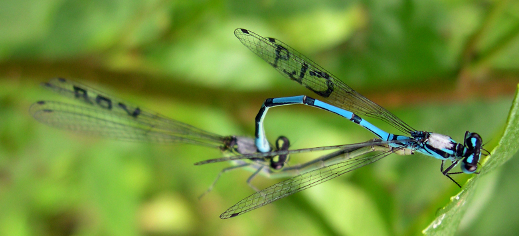 Age doesn't dull damselflies' love lives