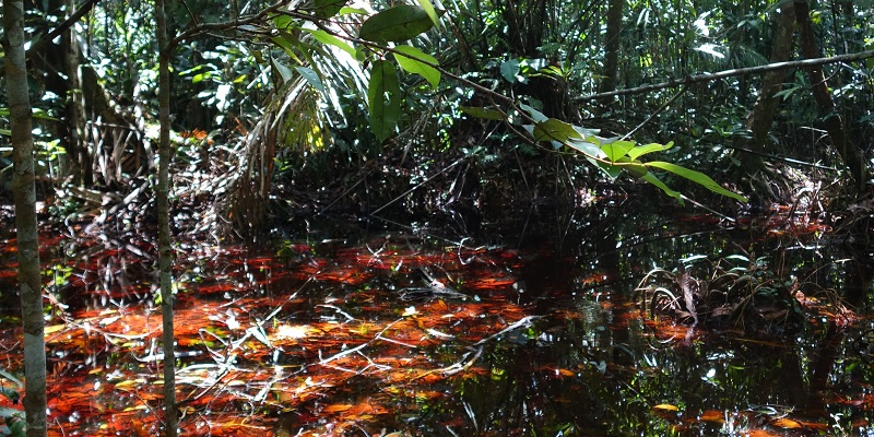 World’s largest tropical peatland discovered in Congo swamps