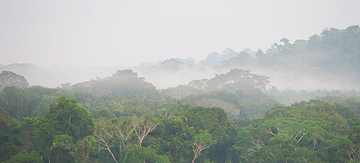 Tree rings go with the flow of the Amazon