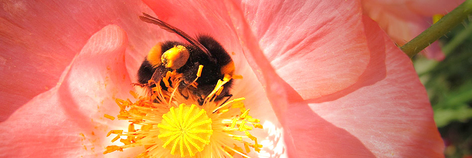 Close up image of a bee on a flower