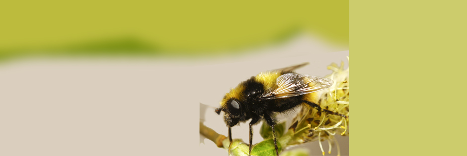 Bee pollinating a flower