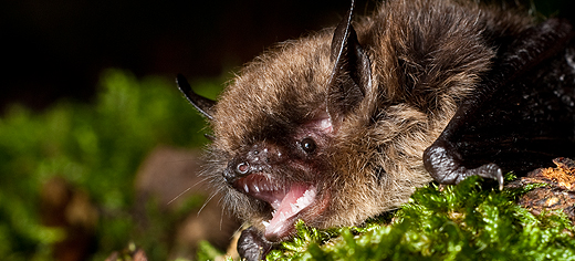 Bat maps: The conservation crusade