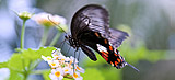 Organic farming shows limited benefit to wildlife
