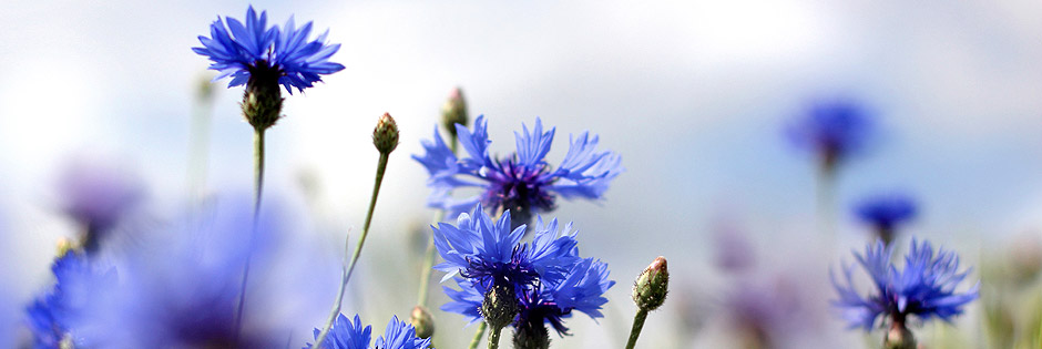 Corn flowers