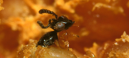 Aggression prevents the better part of valour... in fig wasps