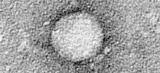 Will new drugs block hepatitis C virus in its tracks?