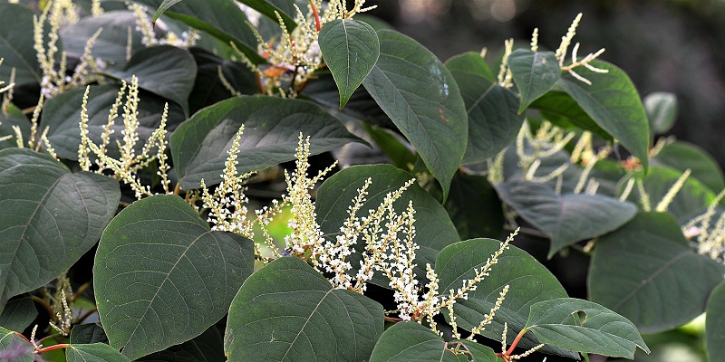 Leeds’ research on Japanese knotweed to drive Parliament debate