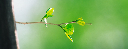 New branch grows on a tree