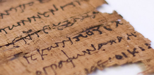 a closeup shot of a patch of papyrus