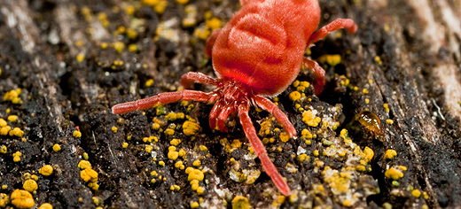 Environmental change triggers rapid evolution