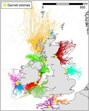 A map showing the flights of individual gannets from colonies around the UK