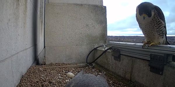 Peregrine looks down at incubating partner in the Parkinson tower