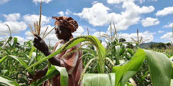 A farmer in Malawi checks her maize crop that is struggling as a result of the worst drought in three decades. Credit: Neil Palmer (CIAT)