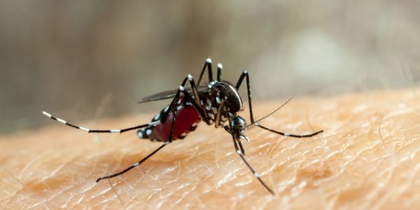 A mosquito on human skin.