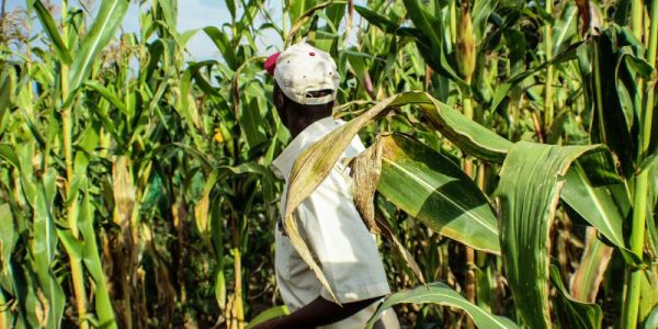 A farmer walks amongst tall crops in a field