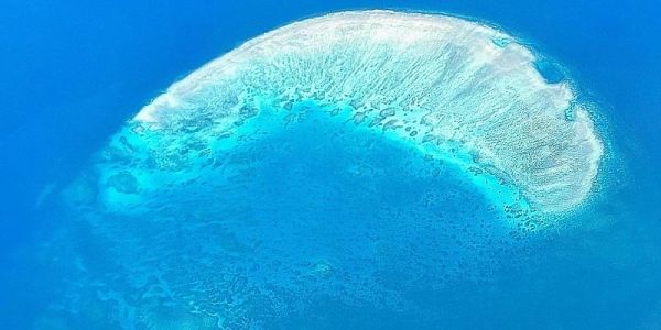 Feather Coral Reef in the Great Barrier Reef