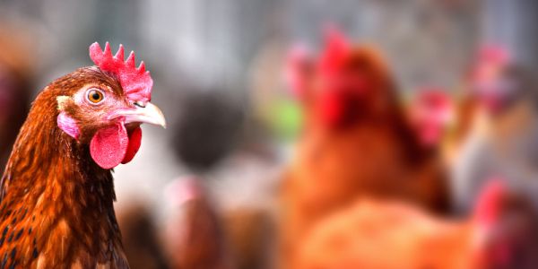 A healthy live chicken with others in the background