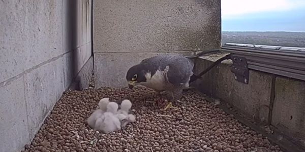 The four peregrine falcon chicks in the nest on Parkinson tower, being fed by one of their parents