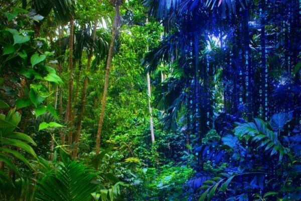 Split screen of a real and a digital representation of a rainforest.