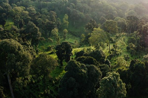 View taken from above the tree canopy at the Desta coffee plantation in Ethiopia. It shows the top of the tree canopy.
