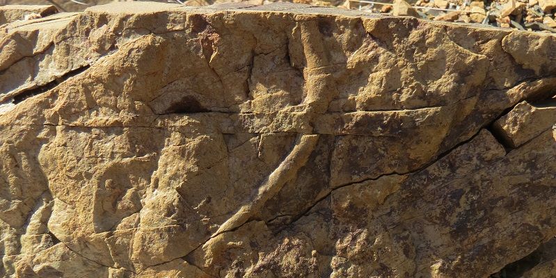 Burrows on the margins of a sandstone dyke