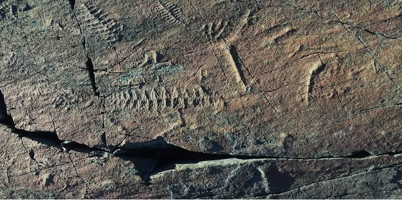 Fossil record of early animals from Mistaken Point Ecological Reserve in Canada. If you use the images, you MUST credit Dr Emily. G. Mitchell – University of Cambridge.