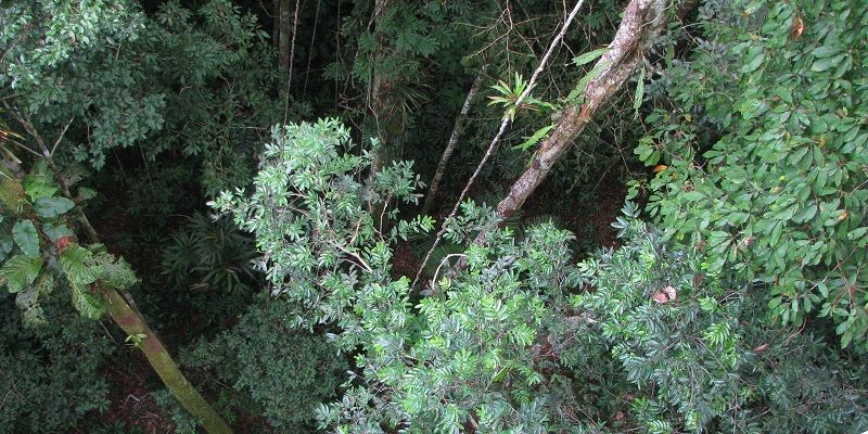 Trees in the Amazon rainforest in Peru