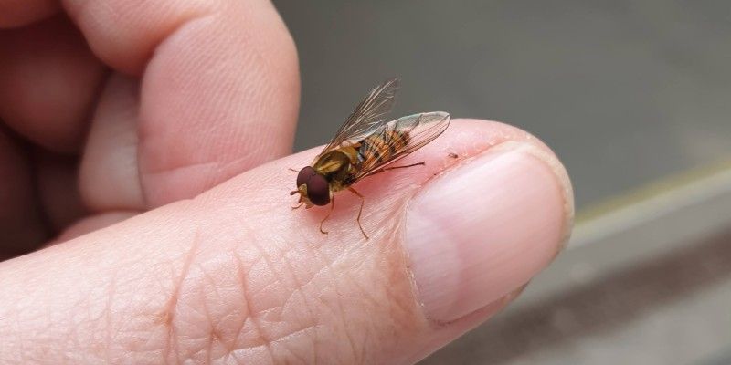 A small black and orange fly perched on a person's thumb