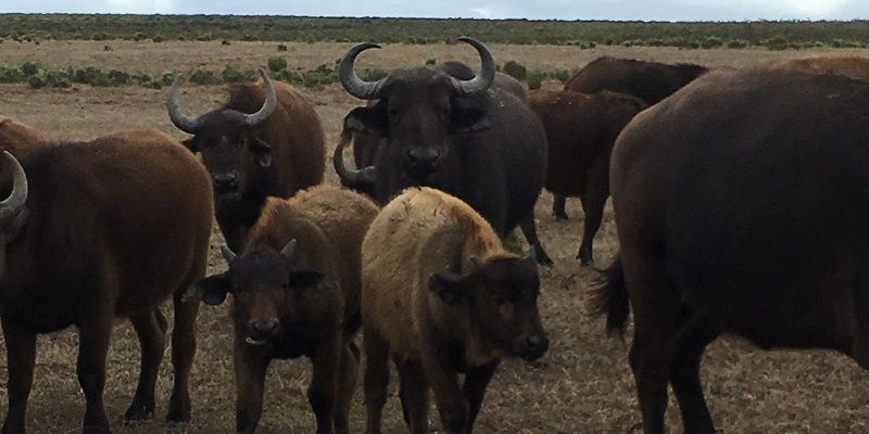 Cape buffalo at the Nuwejaars Wetlands, South Africa