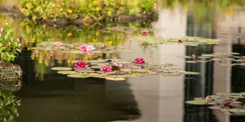 Water lilies and reflections on the Roger Stevens pond at the University of Leeds