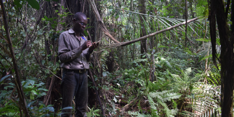 Prof Corneille Ewango of the University of Kisangani, DRC, takes notes in a peat swamp forest along the Ikelemba River in DRC.