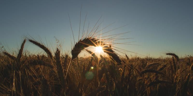 Crops