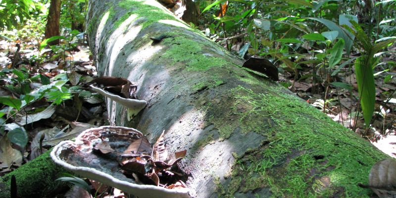 Moss and fungi grow on felled dead tropical tree trunk.