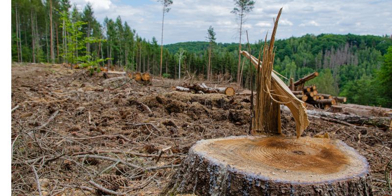 Tree stump in foreground with large area of deforestation in background.