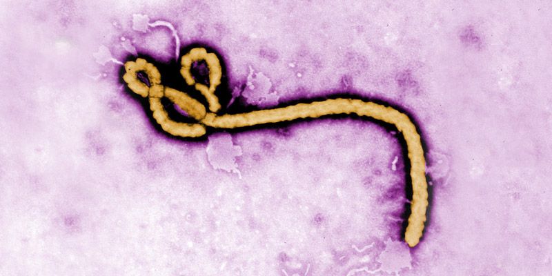 The Ebola virus