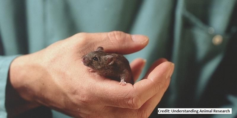 Picture shows a mouse in a laboratory