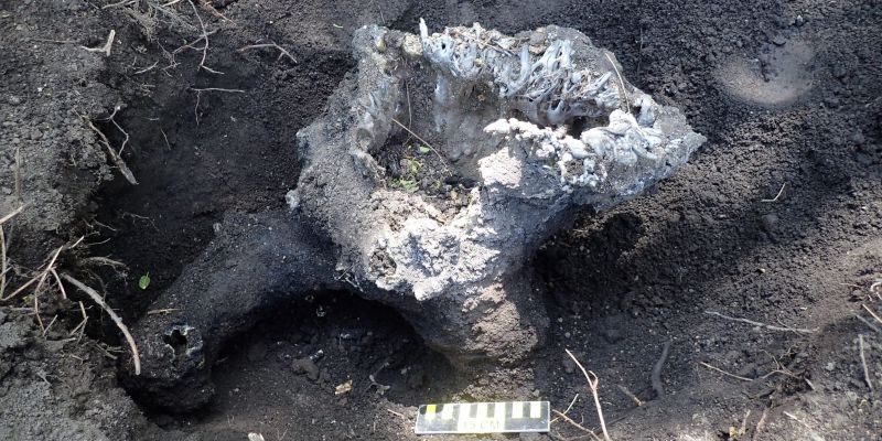 Fulgurite during excavation in Glen Ellyn, Illinois