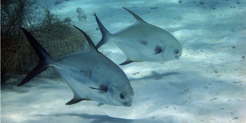 Two fish feeding near the ocean floor.