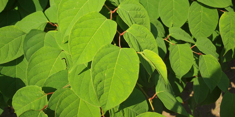 Japanese knotweed