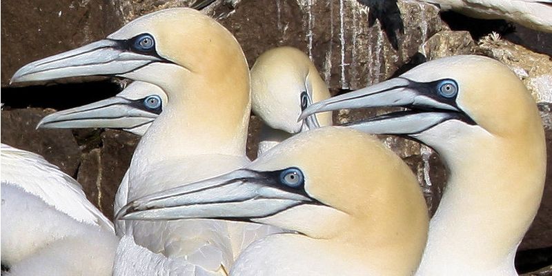 Gannets