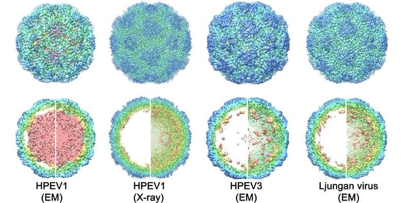 HCM