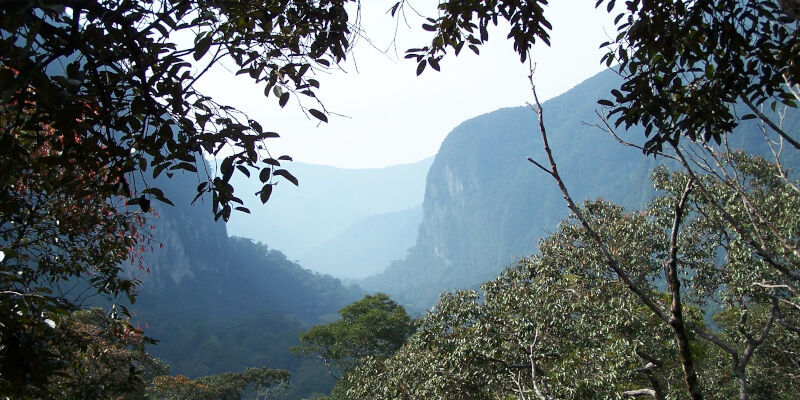 A view from the canopy at Gunung Mulu’s heath forest, dominated by Shorea albida. Sarawak,
Borneo.
Credit: Dr Lindsay F. Banin