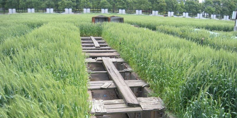 A field of crops divided by a dug-out trench with wooden slats resting across it