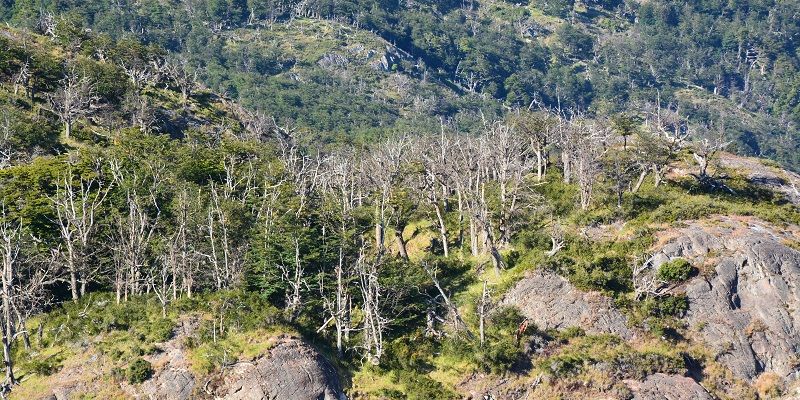 A rocky hillside covered in shrubs and trees. Many of the trees have died