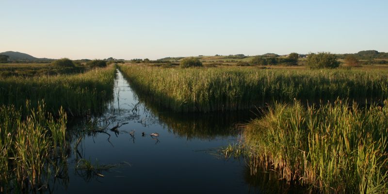 Recovered water levels seen in a peatland area.