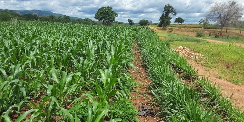 A field of crops shows maize planted using the push-pull method, with other plants alongside it.