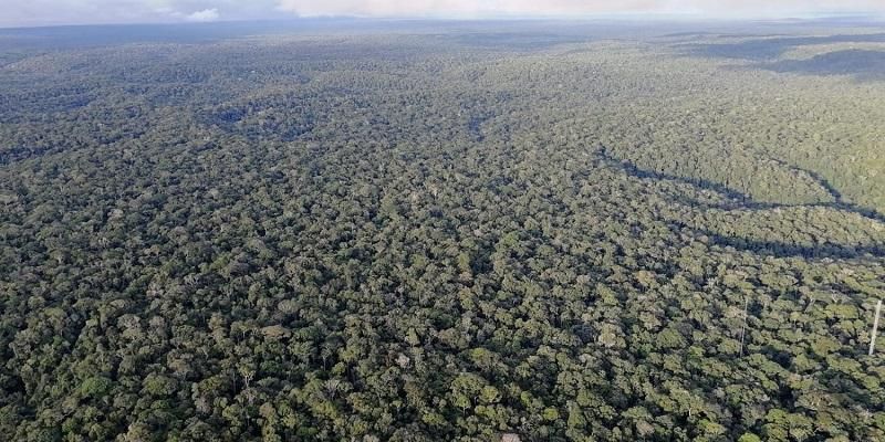 Picture taken from a large obervation tower over the Amazon Forest showing an expanse of tree tops and forest canopy