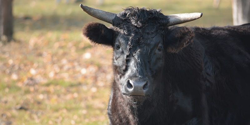 A bull in a field looking straight at the camera