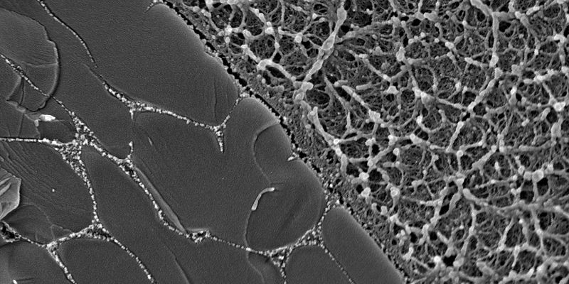 A picture taken by an electron microscope of the interface between the hydrogel and the PDMS matrix. The PDMS appears as a honeycombe-like structure.