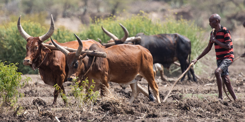 A farmer tending to bison in Ethiopia